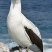 Nazca Booby